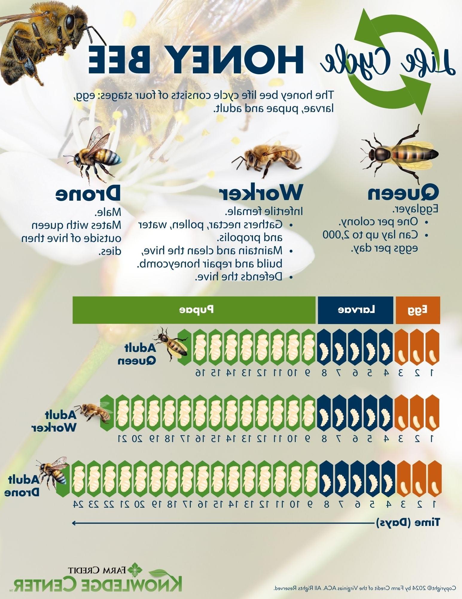 Image of honey bee lifecycle infographic